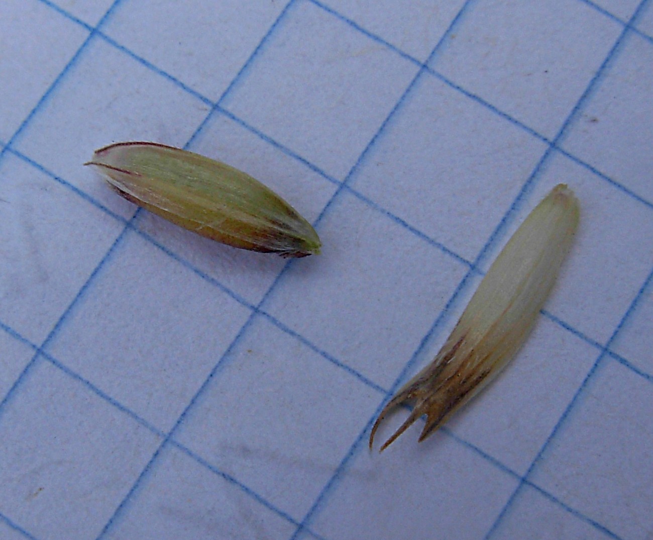 Aegilops triuncialis  (=Triticum triunciale) / Cerere allungata